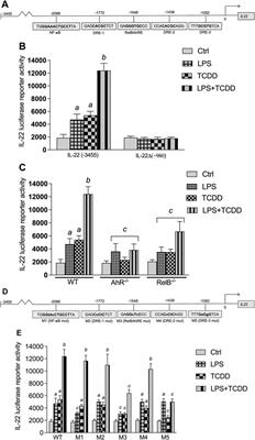 Aryl Hydrocarbon Receptor Signaling Synergizes with TLR/NF-κB-Signaling for Induction of IL-22 Through Canonical and Non-Canonical AhR Pathways